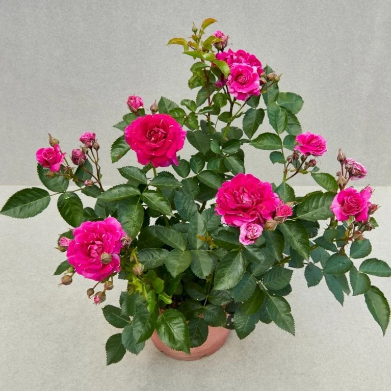 'Kolo'™ Rosa X 'Kolo'™ (Slyngrose) A-Kvalitet,- barrods roser min. 3 grene 'Kolo'™ Rosa X 'Kolo'™ (Slyngrose) A-Kvalitet,- Barrods Roser Min. 3 Grene -Plantetorvet p37640 52233 rosa x kolo slyngrose 5044