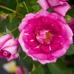 'Kolo'™ Rosa X 'Kolo'™ (Slyngrose) A-Kvalitet,- Barrods Roser Min. 3 Grene 7 'Kolo'™ Rosa X 'Kolo'™ (Slyngrose) A-Kvalitet,- Barrods Roser Min. 3 Grene -Plantetorvet p37640 52234 rosa x kolo slyngrose 2da0