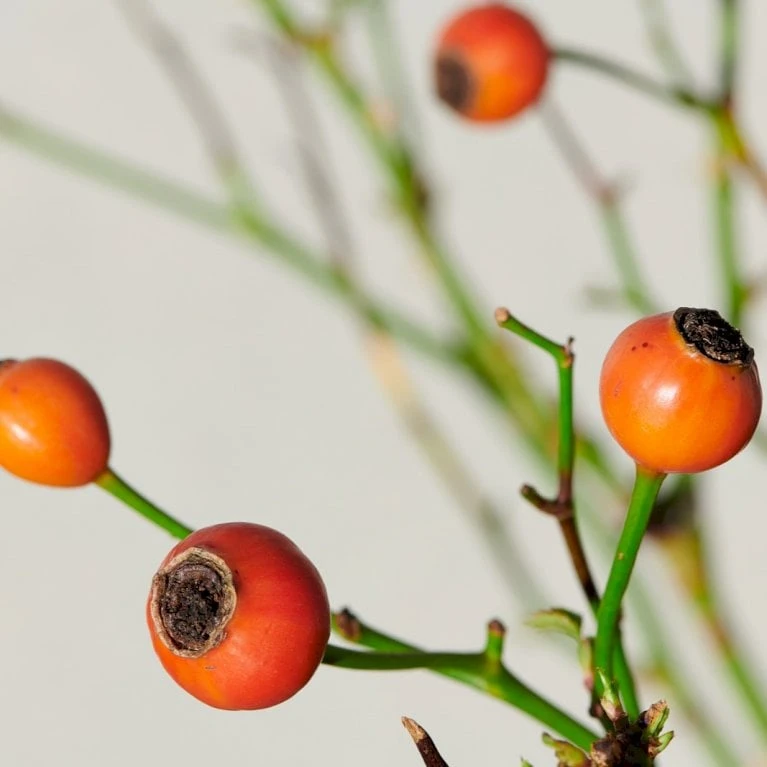 'Kolo'™ Rosa X 'Kolo'™ (Slyngrose) A-Kvalitet,- barrods roser min. 3 grene 'Kolo'™ Rosa X 'Kolo'™ (Slyngrose) A-Kvalitet,- Barrods Roser Min. 3 Grene -Plantetorvet p37640 52236 rosa x kolo slyngrose 0a0b