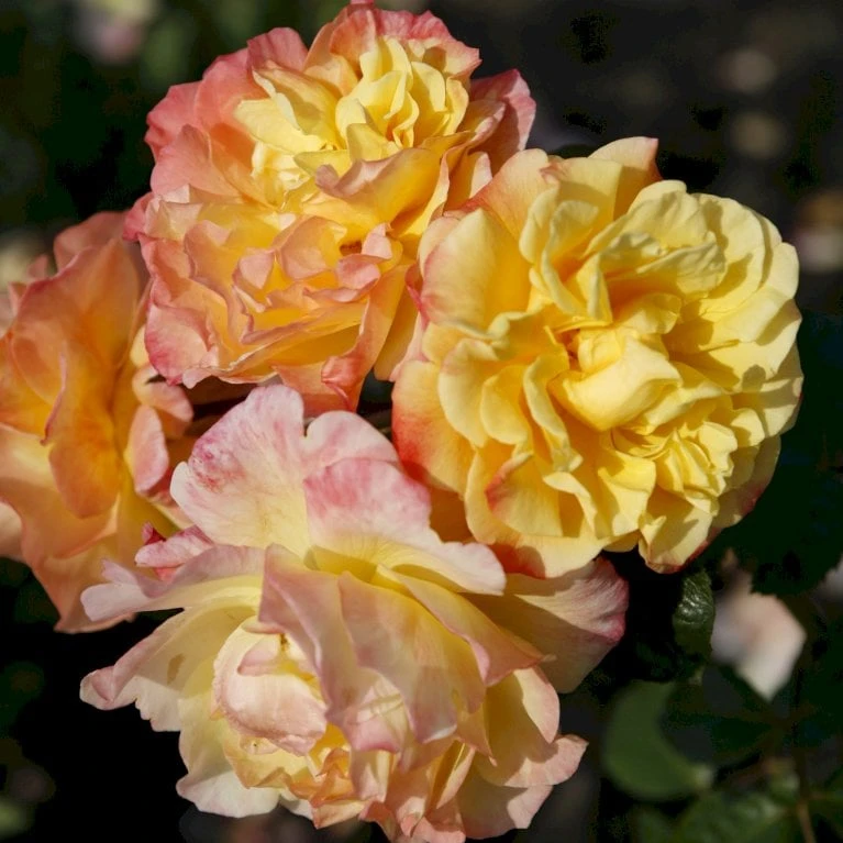'Kordes Moonlight'® Rosa X 'Kordes Moonlight'® (Klatrerose) A-Kvalitet,- barrods roser min. 3 grene 'Kordes Moonlight'® Rosa X 'Kordes Moonlight'® (Klatrerose) A-Kvalitet,- Barrods Roser Min. 3 Grene -Plantetorvet p37641 53376 rosa x kordes moonlight klatrerose e46b