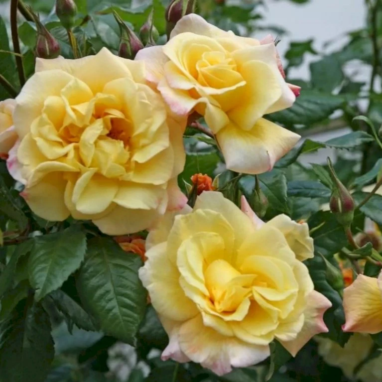 'Kordes Moonlight'® Rosa X 'Kordes Moonlight'® (Klatrerose) A-Kvalitet,- barrods roser min. 3 grene 'Kordes Moonlight'® Rosa X 'Kordes Moonlight'® (Klatrerose) A-Kvalitet,- Barrods Roser Min. 3 Grene -Plantetorvet p37641 53483 rosa x kordes moonlight klatrerose 04b1