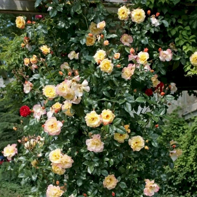 'Kordes Moonlight'® Rosa X 'Kordes Moonlight'® (Klatrerose) A-Kvalitet,- barrods roser min. 3 grene 'Kordes Moonlight'® Rosa X 'Kordes Moonlight'® (Klatrerose) A-Kvalitet,- Barrods Roser Min. 3 Grene -Plantetorvet p37641 53484 rosa x kordes moonlight klatrerose abd3