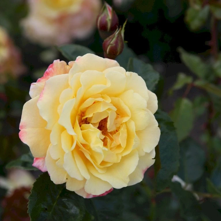 'Kordes Moonlight'® Rosa X 'Kordes Moonlight'® (Klatrerose) A-Kvalitet,- barrods roser min. 3 grene 'Kordes Moonlight'® Rosa X 'Kordes Moonlight'® (Klatrerose) A-Kvalitet,- Barrods Roser Min. 3 Grene -Plantetorvet p37641 53612 rosa x kordes moonlight klatrerose 7137