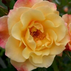 'Kordes Moonlight'® Rosa X 'Kordes Moonlight'® (Klatrerose) A-Kvalitet,- Barrods Roser Min. 3 Grene 8 'Kordes Moonlight'® Rosa X 'Kordes Moonlight'® (Klatrerose) A-Kvalitet,- Barrods Roser Min. 3 Grene -Plantetorvet p37641 53613 rosa x kordes moonlight klatrerose 6415