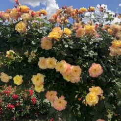 'Kordes Moonlight'® Rosa X 'Kordes Moonlight'® (Klatrerose) A-Kvalitet,- Barrods Roser Min. 3 Grene 9 'Kordes Moonlight'® Rosa X 'Kordes Moonlight'® (Klatrerose) A-Kvalitet,- Barrods Roser Min. 3 Grene -Plantetorvet p37641 53614 rosa x kordes moonlight klatrerose b3a2