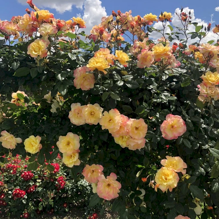 'Kordes Moonlight'® Rosa X 'Kordes Moonlight'® (Klatrerose) A-Kvalitet,- barrods roser min. 3 grene 'Kordes Moonlight'® Rosa X 'Kordes Moonlight'® (Klatrerose) A-Kvalitet,- Barrods Roser Min. 3 Grene -Plantetorvet p37641 53614 rosa x kordes moonlight klatrerose b3a2