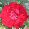 'Adelaide Hoodless' Rosa X 'Adelaide Hoodless' (Buskrose) A-Kvalitet,- Barrods Roser Min. 3 Grene 1 'Adelaide Hoodless' Rosa X 'Adelaide Hoodless' (Buskrose) A-Kvalitet,- Barrods Roser Min. 3 Grene -Plantetorvet p37642 53378 rosa x adelaide hoodless buskrose 6172