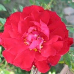 'Adelaide Hoodless' Rosa X 'Adelaide Hoodless' (Buskrose) A-Kvalitet,- Barrods Roser Min. 3 Grene