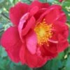 'John Cabot' Rosa Kordesii 'John Cabot' (Buskrose) A-Kvalitet,- Barrods Roser Min. 3 Grene 2 'John Cabot' Rosa Kordesii 'John Cabot' (Buskrose) A-Kvalitet,- Barrods Roser Min. 3 Grene -Plantetorvet p37644 53381 rosa x john cabot buskrose aa42