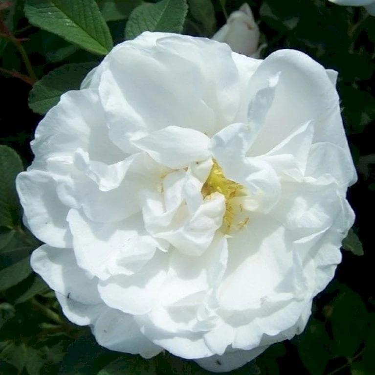 Rynket Rose 'Lac Majeau' Rosa Rugosa 'Lac Majeau' A-Kvalitet,- barrods roser min. 3 grene Rynket Rose 'Lac Majeau' Rosa Rugosa 'Lac Majeau' A-Kvalitet,- Barrods Roser Min. 3 Grene -Plantetorvet p37646 53382 rosa rugosa lac majeau e261