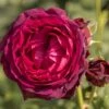 'Astrid Gräfin Von Hardenberg'® Rosa X 'Astrid Gräfin Von Hardenberg'® (Buskrose) A-Kvalitet,- Barrods Roser Min. 3 Grene -Plantetorvet p37650 54016 rosa x astrid graefin von hardenberg buskrose 5d88