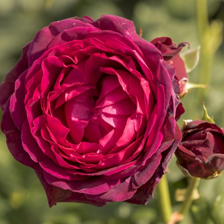 'Astrid Gräfin Von Hardenberg'® Rosa X 'Astrid Gräfin Von Hardenberg'® (Buskrose) A-Kvalitet,- barrods roser min. 3 grene 'Astrid Gräfin Von Hardenberg'® Rosa X 'Astrid Gräfin Von Hardenberg'® (Buskrose) A-Kvalitet,- Barrods Roser Min. 3 Grene -Plantetorvet p37650 54016 rosa x astrid graefin von hardenberg buskrose 5d88