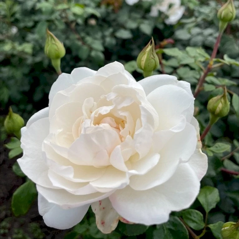 'Crazy In Love Pure'™ Rosa X 'Crazy In Love Pure'™ (Slyngrose) A-Kvalitet,- barrods roser min. 3 grene 'Crazy In Love Pure'™ Rosa X 'Crazy In Love Pure'™ (Slyngrose) A-Kvalitet,- Barrods Roser Min. 3 Grene -Plantetorvet p37651 53276 rosa x crazy in love pure buketrose 1f77