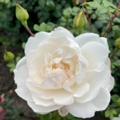 'Crazy In Love Pure'™ Rosa X 'Crazy In Love Pure'™ (Slyngrose) A-Kvalitet,- Barrods Roser Min. 3 Grene 4 'Crazy In Love Pure'™ Rosa X 'Crazy In Love Pure'™ (Slyngrose) A-Kvalitet,- Barrods Roser Min. 3 Grene -Plantetorvet p37651 53277 rosa x crazy in love pure buketrose 448f