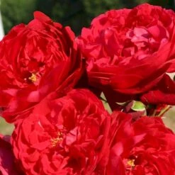 'Florentina'® Rosa X 'Florentina'® (Klatrerose) A-Kvalitet,- Barrods Roser Min. 3 Grene