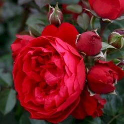 'Florentina'® Rosa X 'Florentina'® (Klatrerose) A-Kvalitet,- Barrods Roser Min. 3 Grene 4 'Florentina'® Rosa X 'Florentina'® (Klatrerose) A-Kvalitet,- Barrods Roser Min. 3 Grene -Plantetorvet p37654 53565 rosa x florentina klatrerose ef5e