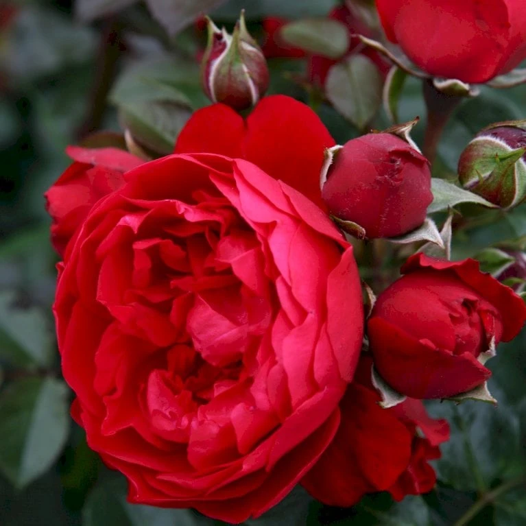 'Florentina'® Rosa X 'Florentina'® (Klatrerose) A-Kvalitet,- barrods roser min. 3 grene 'Florentina'® Rosa X 'Florentina'® (Klatrerose) A-Kvalitet,- Barrods Roser Min. 3 Grene -Plantetorvet p37654 53565 rosa x florentina klatrerose ef5e