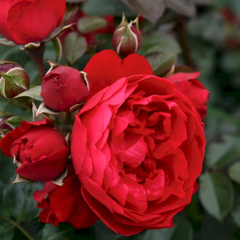 'Florentina'® Rosa X 'Florentina'® (Klatrerose) A-Kvalitet,- barrods roser min. 3 grene 'Florentina'® Rosa X 'Florentina'® (Klatrerose) A-Kvalitet,- Barrods Roser Min. 3 Grene -Plantetorvet p37654 53566 rosa x florentina klatrerose f3c5