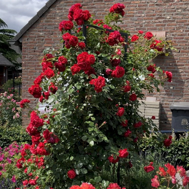 'Florentina'® Rosa X 'Florentina'® (Klatrerose) A-Kvalitet,- barrods roser min. 3 grene 'Florentina'® Rosa X 'Florentina'® (Klatrerose) A-Kvalitet,- Barrods Roser Min. 3 Grene -Plantetorvet p37654 53567 rosa x florentina klatrerose b0d5