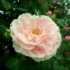 'Kir Royal' Rosa X 'Kir Royal' (Slyngrose) A-Kvalitet,- Barrods Roser Min. 3 Grene 1 'Kir Royal' Rosa X 'Kir Royal' (Slyngrose) A-Kvalitet,- Barrods Roser Min. 3 Grene -Plantetorvet p37655 53419 rosa x kir royal slyngrose d4ab