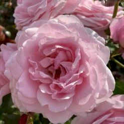 'Our First Summer'™ Rosa X 'Our First Summer'™ (Slyngrose) A-Kvalitet,- Barrods Roser Min. 3 Grene