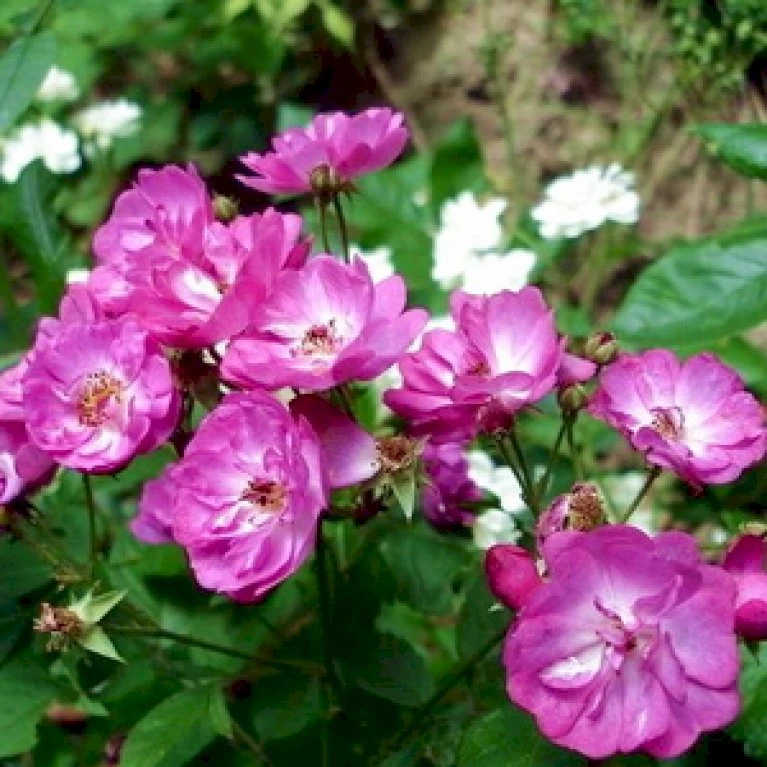 'Sibelius' Rosa Moschata 'Sibelius' (Moskusrose) A-Kvalitet,- barrods roser min. 3 grene 'Sibelius' Rosa Moschata 'Sibelius' (Moskusrose) A-Kvalitet,- Barrods Roser Min. 3 Grene -Plantetorvet p37663 53445 rosa moschata sibelius moskusrose 1f6c