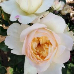 'So Much Love'™ Rosa X 'So Much Love'™ (Slyngrose) A-Kvalitet,- Barrods Roser Min. 3 Grene 5 'So Much Love'™ Rosa X 'So Much Love'™ (Slyngrose) A-Kvalitet,- Barrods Roser Min. 3 Grene -Plantetorvet p37664 52902 rosa x so much love slyngrose 7898