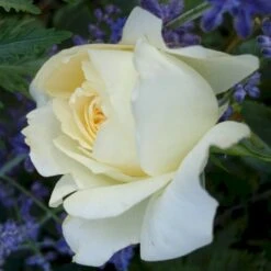 'So Much Love'™ Rosa X 'So Much Love'™ (Slyngrose) A-Kvalitet,- Barrods Roser Min. 3 Grene 6 'So Much Love'™ Rosa X 'So Much Love'™ (Slyngrose) A-Kvalitet,- Barrods Roser Min. 3 Grene -Plantetorvet p37664 52903 rosa x so much love slyngrose b67d