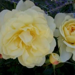 'So Much Love'™ Rosa X 'So Much Love'™ (Slyngrose) A-Kvalitet,- Barrods Roser Min. 3 Grene 7 'So Much Love'™ Rosa X 'So Much Love'™ (Slyngrose) A-Kvalitet,- Barrods Roser Min. 3 Grene -Plantetorvet p37664 52904 rosa x so much love slyngrose a3b6