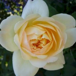 'So Much Love'™ Rosa X 'So Much Love'™ (Slyngrose) A-Kvalitet,- Barrods Roser Min. 3 Grene 8 'So Much Love'™ Rosa X 'So Much Love'™ (Slyngrose) A-Kvalitet,- Barrods Roser Min. 3 Grene -Plantetorvet p37664 52905 rosa x so much love slyngrose 90a9