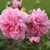 'Sweet Laguna'® Rosa X 'Sweet Laguna'® (Slyngrose) A-Kvalitet,- Barrods Roser Min. 3 Grene 2 'Sweet Laguna'® Rosa X 'Sweet Laguna'® (Slyngrose) A-Kvalitet,- Barrods Roser Min. 3 Grene -Plantetorvet p37665 53668 rosa x sweet laguna slyngrose ac8c