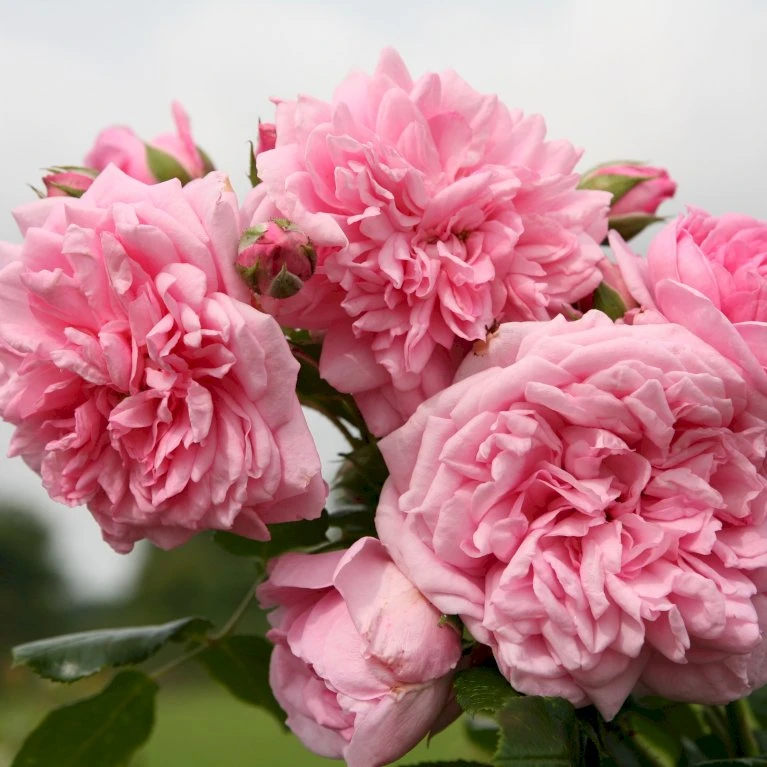 'Sweet Laguna'® Rosa X 'Sweet Laguna'® (Slyngrose) A-Kvalitet,- barrods roser min. 3 grene 'Sweet Laguna'® Rosa X 'Sweet Laguna'® (Slyngrose) A-Kvalitet,- Barrods Roser Min. 3 Grene -Plantetorvet p37665 53669 rosa x sweet laguna slyngrose 39b5