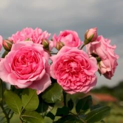 'Sweet Laguna'® Rosa X 'Sweet Laguna'® (Slyngrose) A-Kvalitet,- Barrods Roser Min. 3 Grene 5 'Sweet Laguna'® Rosa X 'Sweet Laguna'® (Slyngrose) A-Kvalitet,- Barrods Roser Min. 3 Grene -Plantetorvet p37665 53670 rosa x sweet laguna slyngrose 8c08