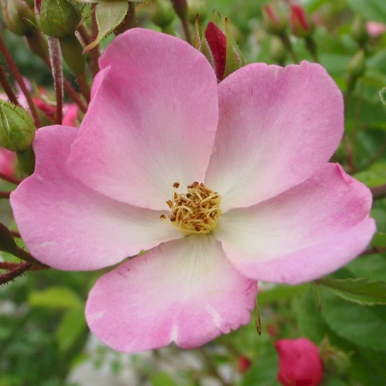 'Valdemar' Rosa Multiflora 'Valdemar' (Slyngrose) A-Kvalitet,- barrods roser min. 3 grene 'Valdemar' Rosa Multiflora 'Valdemar' (Slyngrose) A-Kvalitet,- Barrods Roser Min. 3 Grene -Plantetorvet p37666 53449 rosa multiflora valdemar slyngrose 838f