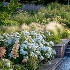 'Kew Gardens'™ Rosa X 'Kew Gardens'™ (Engelsk Rose) A-Kvalitet,- Barrods Roser Min. 3 Grene -Plantetorvet p37673 53046 rosa x kew gardens engelsk rose d616