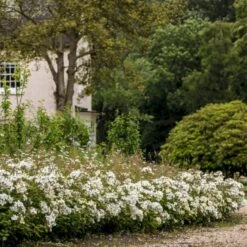 'Kew Gardens'™ Rosa X 'Kew Gardens'™ (Engelsk Rose) A-Kvalitet,- Barrods Roser Min. 3 Grene -Plantetorvet p37673 53048 rosa x kew gardens engelsk rose 13ad