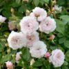 'The Albrighton Rambler'® Rosa X 'The Albrighton Rambler'® (Engelsk Rose) A-Kvalitet,- Barrods Roser Min. 3 Grene 2 'The Albrighton Rambler'® Rosa X 'The Albrighton Rambler'® (Engelsk Rose) A-Kvalitet,- Barrods Roser Min. 3 Grene -Plantetorvet p37674 53147 rosa x the albrighton rambler engelsk rose a116