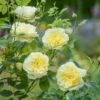 'The Country Parson'® Rosa X 'The Country Parson'® (Engelsk Rose) A-Kvalitet,- Barrods Roser Min. 3 Grene 2 'The Country Parson'® Rosa X 'The Country Parson'® (Engelsk Rose) A-Kvalitet,- Barrods Roser Min. 3 Grene -Plantetorvet p37676 53166 rosa x the country parson engelsk rose 0508
