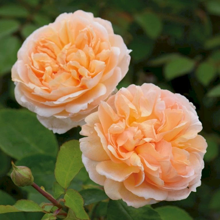 'The Lady Gardener' Rosa X 'The Lady Gardener' (Engelsk Rose) A-Kvalitet,- barrods roser min. 3 grene 'The Lady Gardener' Rosa X 'The Lady Gardener' (Engelsk Rose) A-Kvalitet,- Barrods Roser Min. 3 Grene -Plantetorvet p37677 53178 rosa x the lady gardener engelsk rose 6489