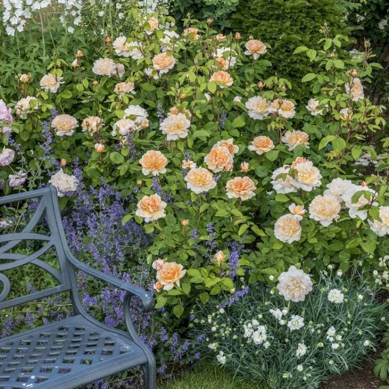 'The Lady Gardener' Rosa X 'The Lady Gardener' (Engelsk Rose) A-Kvalitet,- barrods roser min. 3 grene 'The Lady Gardener' Rosa X 'The Lady Gardener' (Engelsk Rose) A-Kvalitet,- Barrods Roser Min. 3 Grene -Plantetorvet p37677 53179 rosa x the lady gardener engelsk rose 236a
