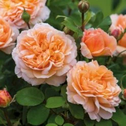 'The Lady Gardener' Rosa X 'The Lady Gardener' (Engelsk Rose) A-Kvalitet,- Barrods Roser Min. 3 Grene 5 'The Lady Gardener' Rosa X 'The Lady Gardener' (Engelsk Rose) A-Kvalitet,- Barrods Roser Min. 3 Grene -Plantetorvet p37677 53180 rosa x the lady gardener engelsk rose 8795
