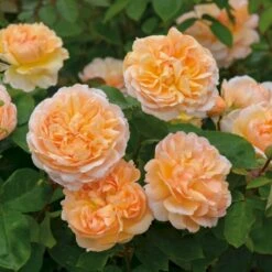 'The Lady Gardener' Rosa X 'The Lady Gardener' (Engelsk Rose) A-Kvalitet,- Barrods Roser Min. 3 Grene 6 'The Lady Gardener' Rosa X 'The Lady Gardener' (Engelsk Rose) A-Kvalitet,- Barrods Roser Min. 3 Grene -Plantetorvet p37677 53181 rosa x the lady gardener engelsk rose a115