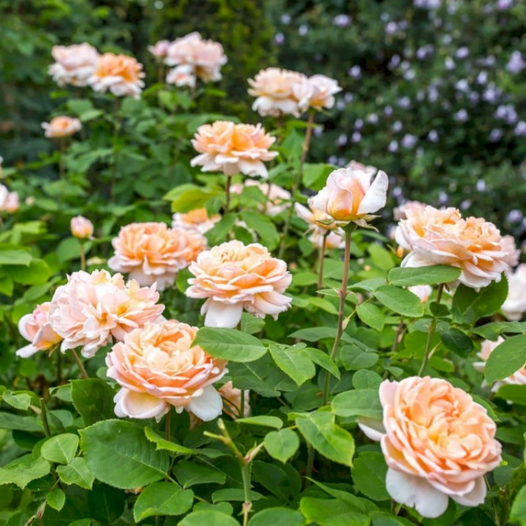 'The Lady Gardener' Rosa X 'The Lady Gardener' (Engelsk Rose) A-Kvalitet,- barrods roser min. 3 grene 'The Lady Gardener' Rosa X 'The Lady Gardener' (Engelsk Rose) A-Kvalitet,- Barrods Roser Min. 3 Grene -Plantetorvet p37677 53182 rosa x the lady gardener engelsk rose a283