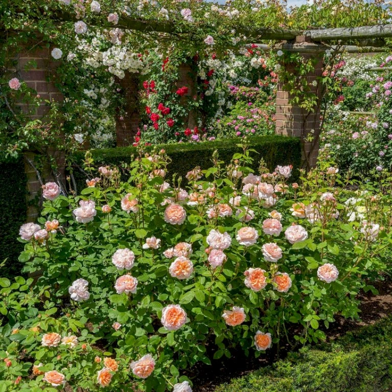 'The Lady Gardener' Rosa X 'The Lady Gardener' (Engelsk Rose) A-Kvalitet,- barrods roser min. 3 grene 'The Lady Gardener' Rosa X 'The Lady Gardener' (Engelsk Rose) A-Kvalitet,- Barrods Roser Min. 3 Grene -Plantetorvet p37677 53183 rosa x the lady gardener engelsk rose 9e63
