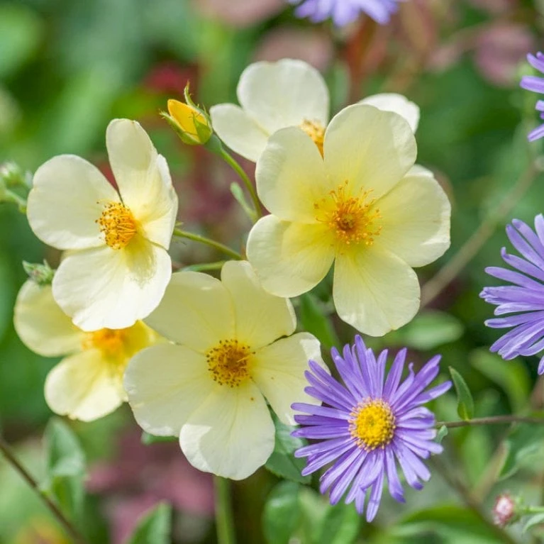 'Tottering-By-Gently'™ Rosa X 'Tottering-By-Gently'™ (Engelsk Rose) A-Kvalitet,- barrods roser min. 3 grene 'Tottering-By-Gently'™ Rosa X 'Tottering-By-Gently'™ (Engelsk Rose) A-Kvalitet,- Barrods Roser Min. 3 Grene -Plantetorvet p37678 53222 rosa x tottering by gently engelsk rose 7019