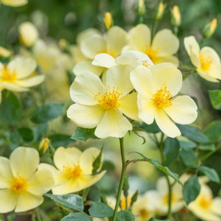 'Tottering-By-Gently'™ Rosa X 'Tottering-By-Gently'™ (Engelsk Rose) A-Kvalitet,- barrods roser min. 3 grene 'Tottering-By-Gently'™ Rosa X 'Tottering-By-Gently'™ (Engelsk Rose) A-Kvalitet,- Barrods Roser Min. 3 Grene -Plantetorvet p37678 53223 rosa x tottering by gently engelsk rose 2344