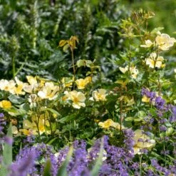 'Tottering-By-Gently'™ Rosa X 'Tottering-By-Gently'™ (Engelsk Rose) A-Kvalitet,- Barrods Roser Min. 3 Grene 7 'Tottering-By-Gently'™ Rosa X 'Tottering-By-Gently'™ (Engelsk Rose) A-Kvalitet,- Barrods Roser Min. 3 Grene -Plantetorvet p37678 53224 rosa x tottering by gently engelsk rose 1d13