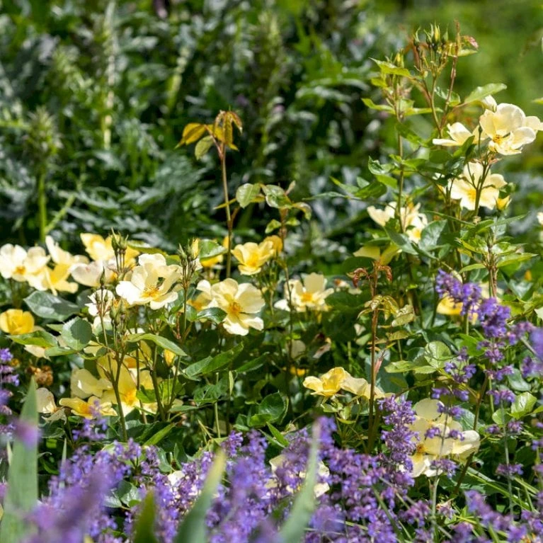 'Tottering-By-Gently'™ Rosa X 'Tottering-By-Gently'™ (Engelsk Rose) A-Kvalitet,- barrods roser min. 3 grene 'Tottering-By-Gently'™ Rosa X 'Tottering-By-Gently'™ (Engelsk Rose) A-Kvalitet,- Barrods Roser Min. 3 Grene -Plantetorvet p37678 53224 rosa x tottering by gently engelsk rose 1d13