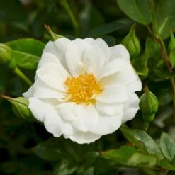 'White Cover'® Rosa X 'White Cover'® (Bunddækkerose) A-Kvalitet,- Barrods Roser Min. 3 Grene 4 'White Cover'® Rosa X 'White Cover'® (Bunddækkerose) A-Kvalitet,- Barrods Roser Min. 3 Grene -Plantetorvet p376 52025 rosa x white cover bunddaekkerose 1dbe