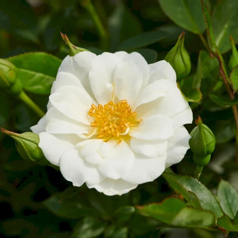 'White Cover'® Rosa X 'White Cover'® (Bunddækkerose) A-Kvalitet,- barrods roser min. 3 grene 'White Cover'® Rosa X 'White Cover'® (Bunddækkerose) A-Kvalitet,- Barrods Roser Min. 3 Grene -Plantetorvet p376 52025 rosa x white cover bunddaekkerose 1dbe